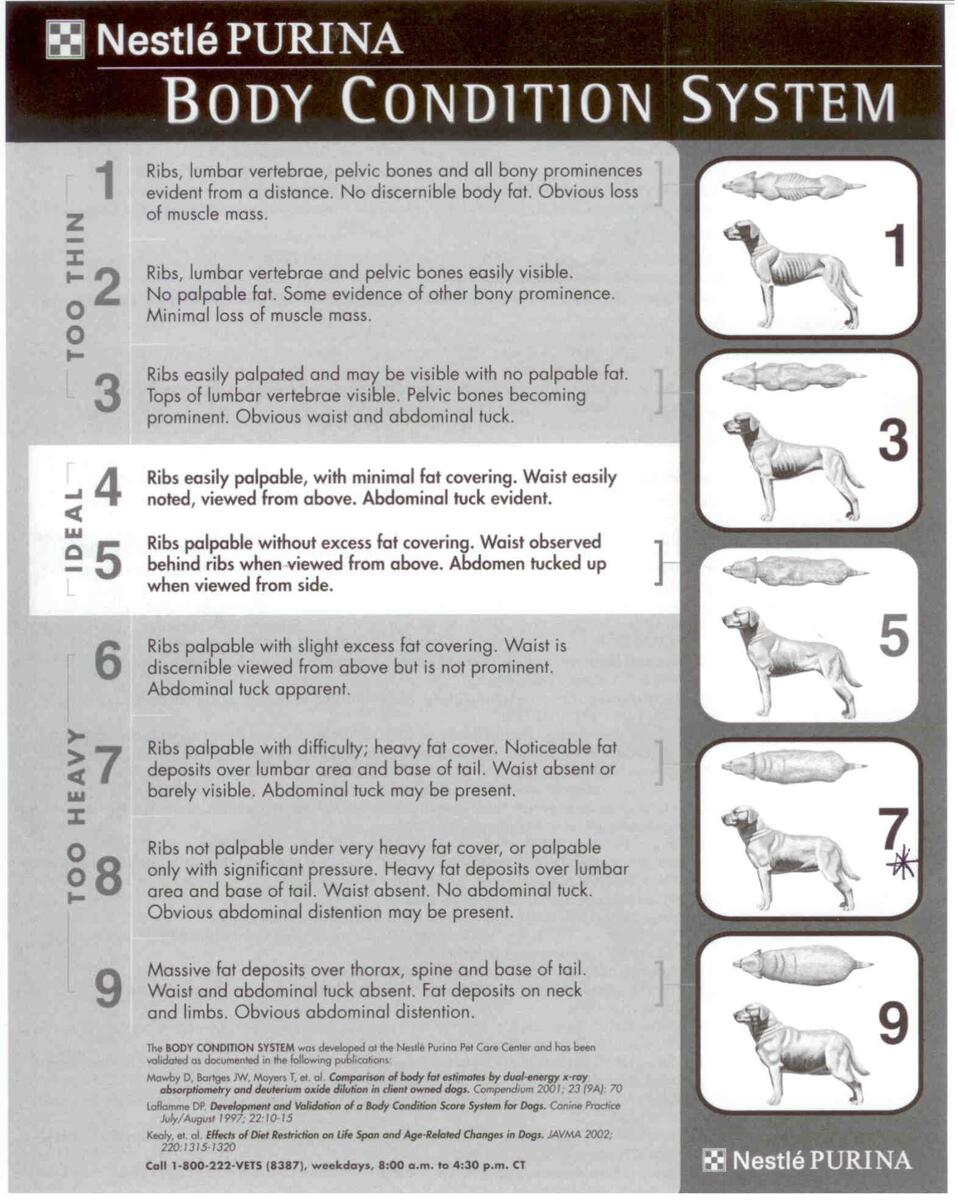Purina Dog Weight Chart 2025 Www Librosdealdaran