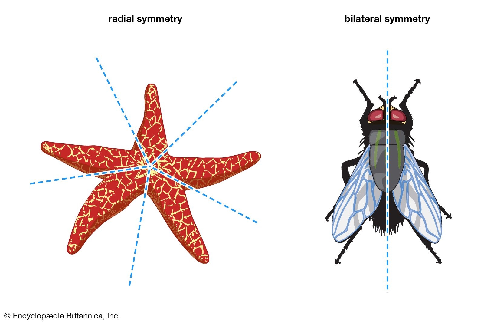 Radial Symmetry Biology Britannica