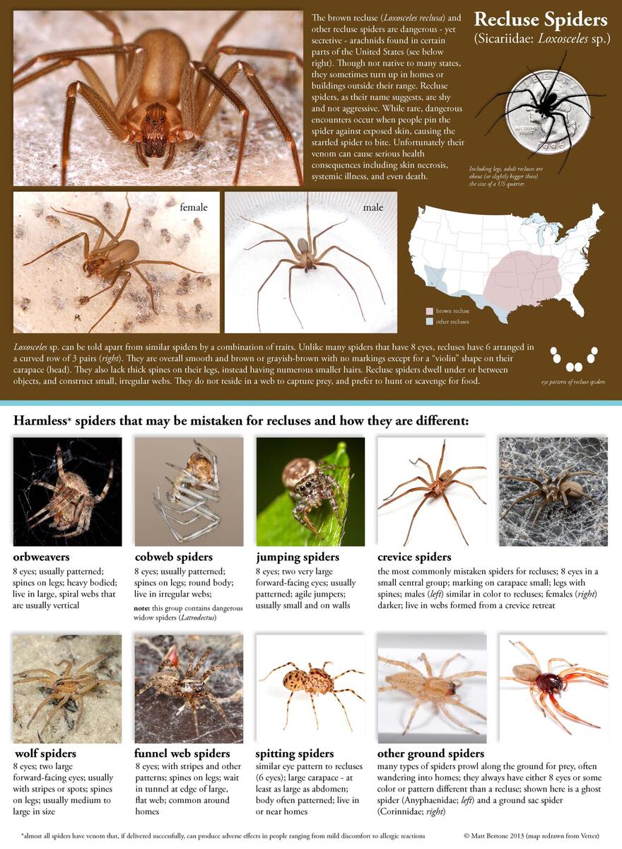 Recluse Or Not Spiderbytes