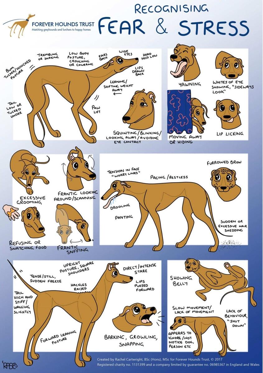 Recognising The Body Language Of Fear And Stress Forever Hounds Trust