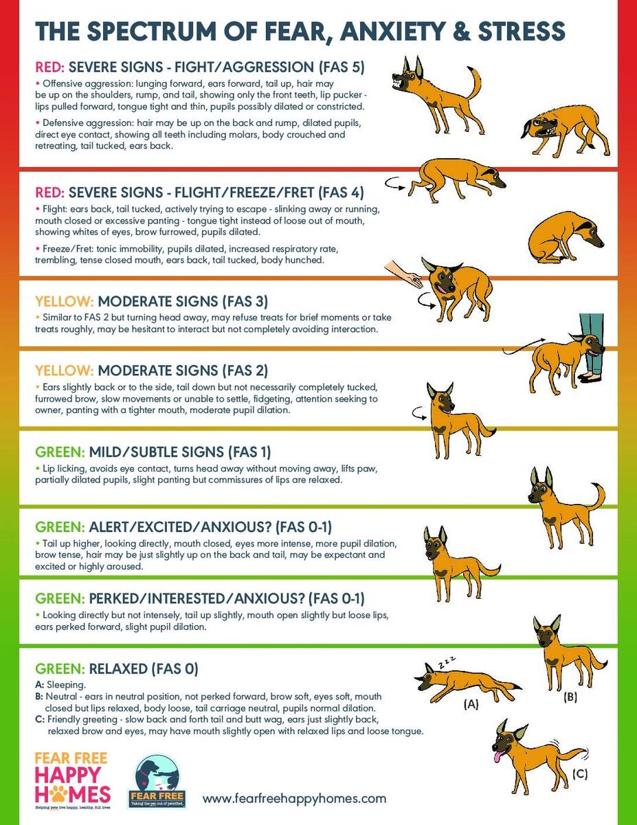 Recognizing Fear Anxiety And Stress In Your Dog Springs Family Veterinary Hospital Saratoga Springs NY
