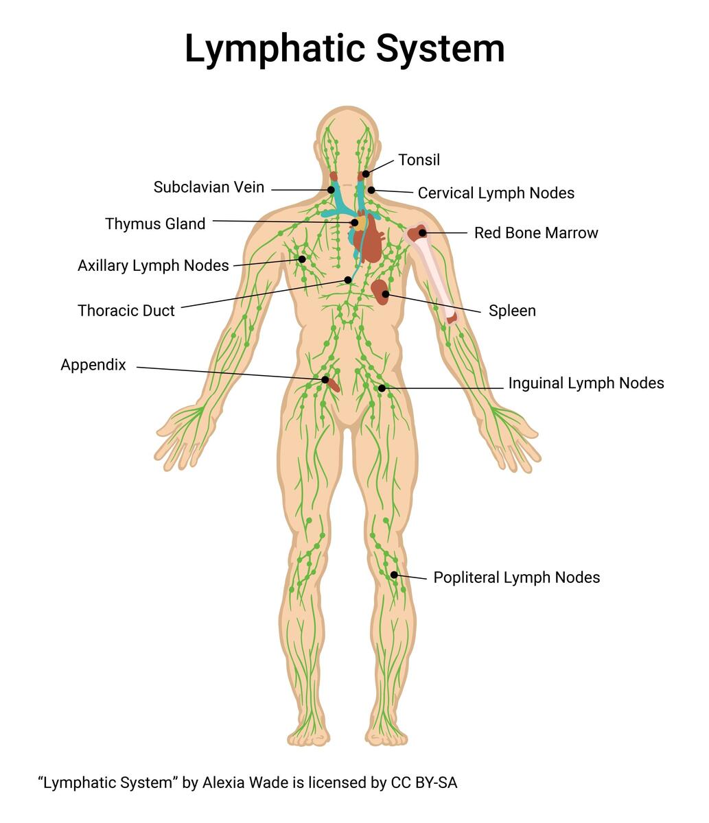 Overview Of The Digestive System Anatomy And Physiology II