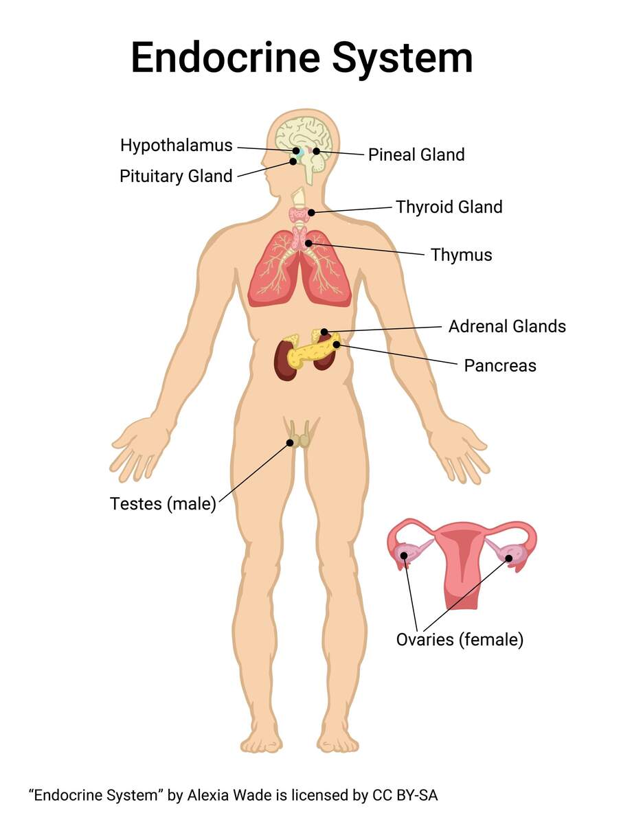 Recognizing Major Organs And Structures Of The Body Integrated Human Anatomy And Physiology