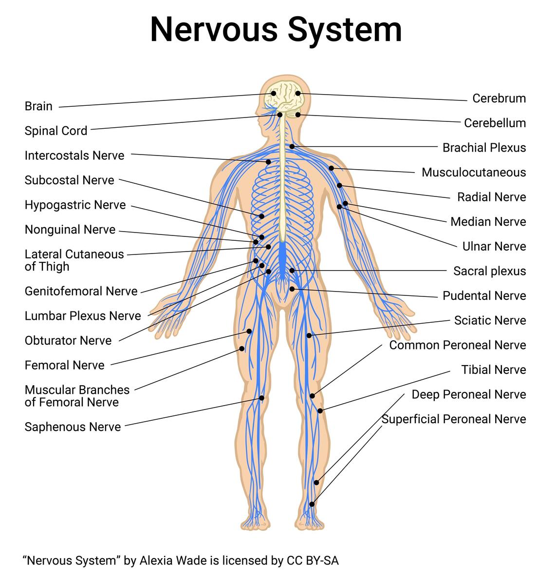 Recognizing Major Organs And Structures Of The Body Integrated Human Anatomy And Physiology