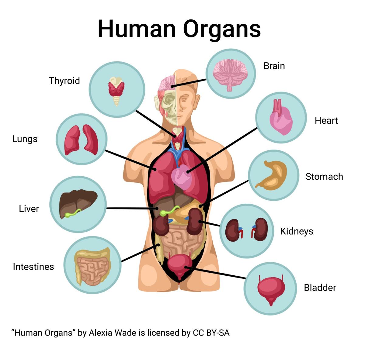 Recognizing Major Organs And Structures Of The Body Integrated Human Anatomy And Physiology Recognizing Major Organs And Structures Of The Body Integrated Human Anatomy And Physiology