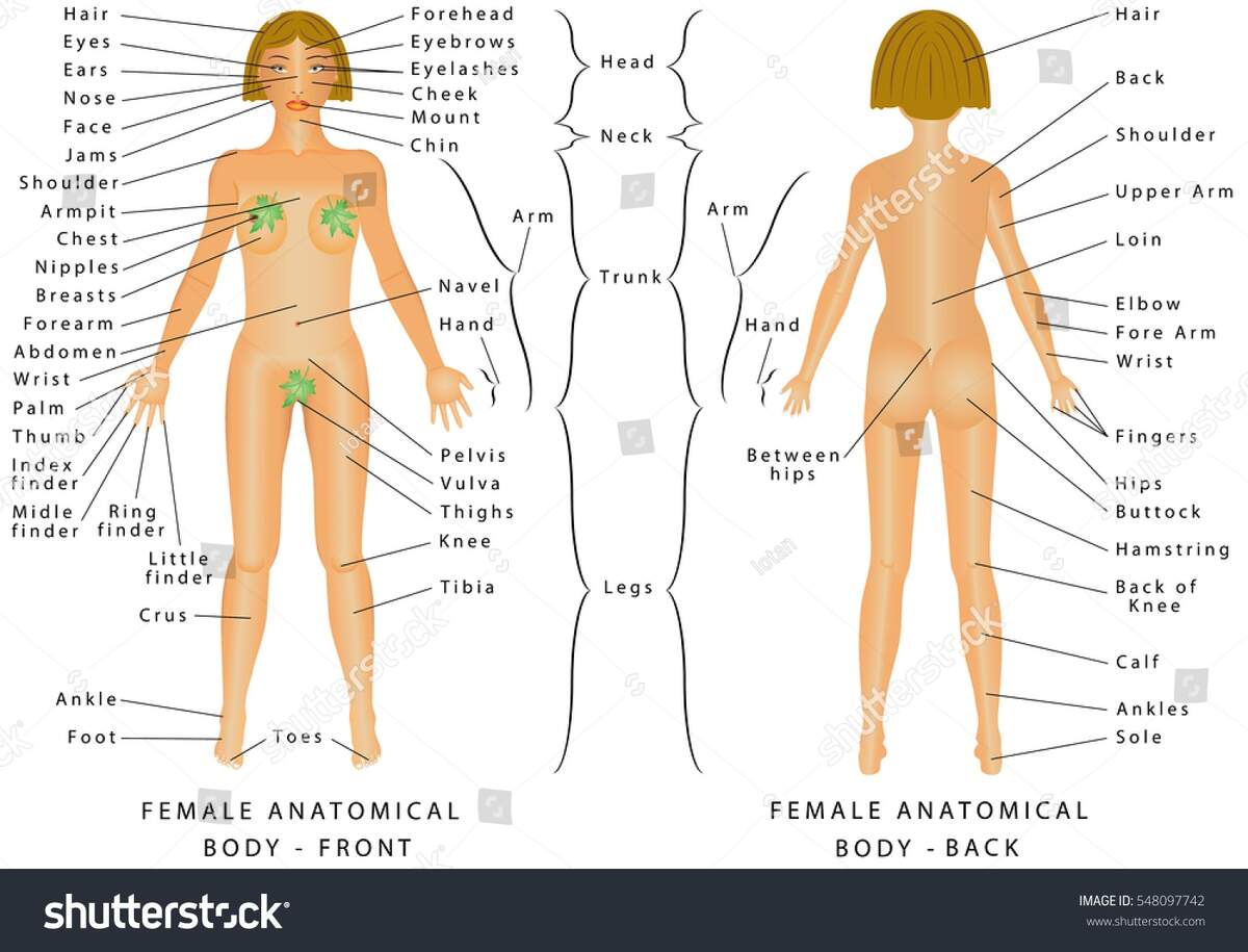Anatomical Terminology Anatomy And Physiology I