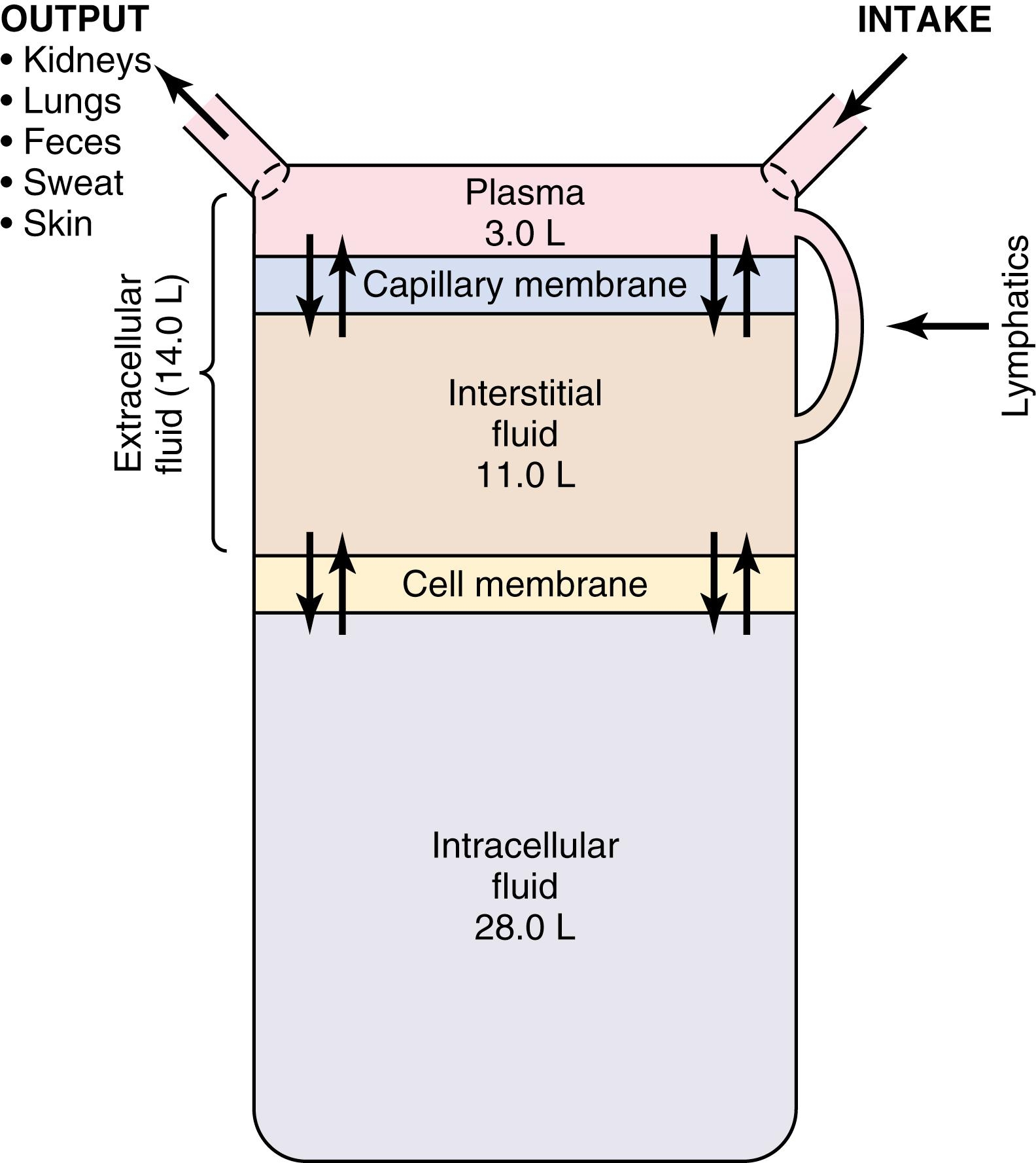 Regulation Of Body Fluid Compartments Extracellular And Intracellular Fluids Edema Clinical Tree Regulation Of Body Fluid Compartments Extracellular And Intracellular Fluids Edema Clinical Tree
