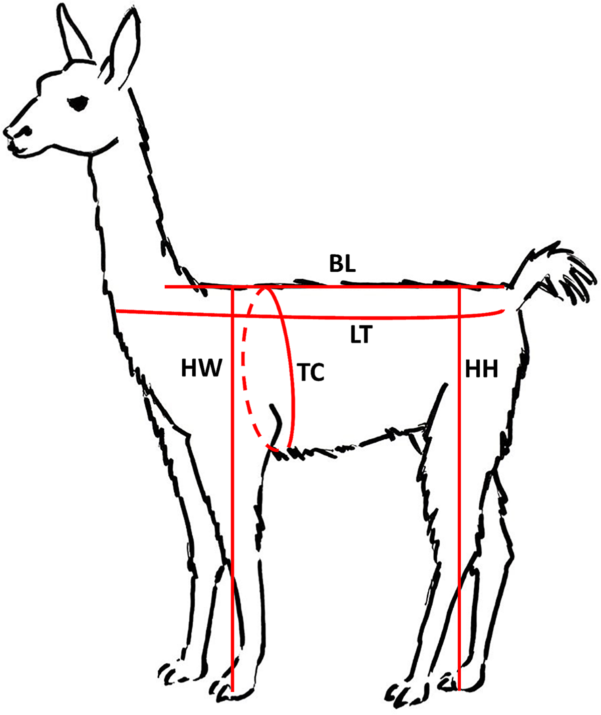 Relationships Between Body Condition Score Body Weight And Body Measurements In Alpacas Irish Veterinary Journal