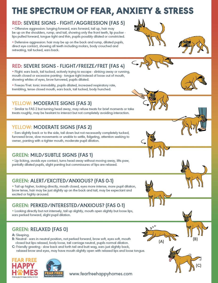 Resources Enhance Your Dog Care Today Agape Dog Co
