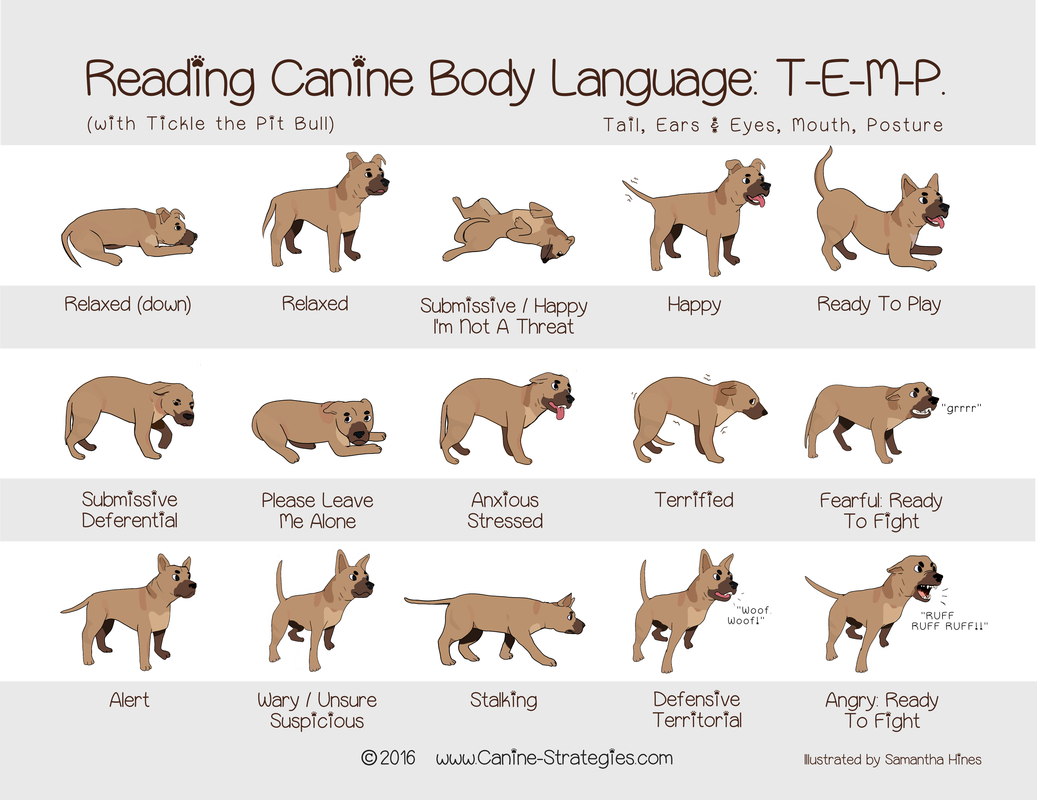 Resources To Help Train Your Dog True Companions Dog Training