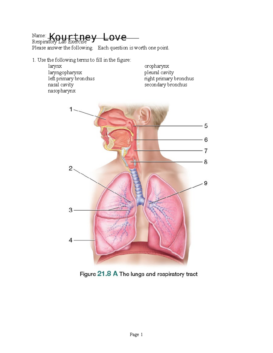 Respiratory System Overview And Key Concepts Notes Studocu
