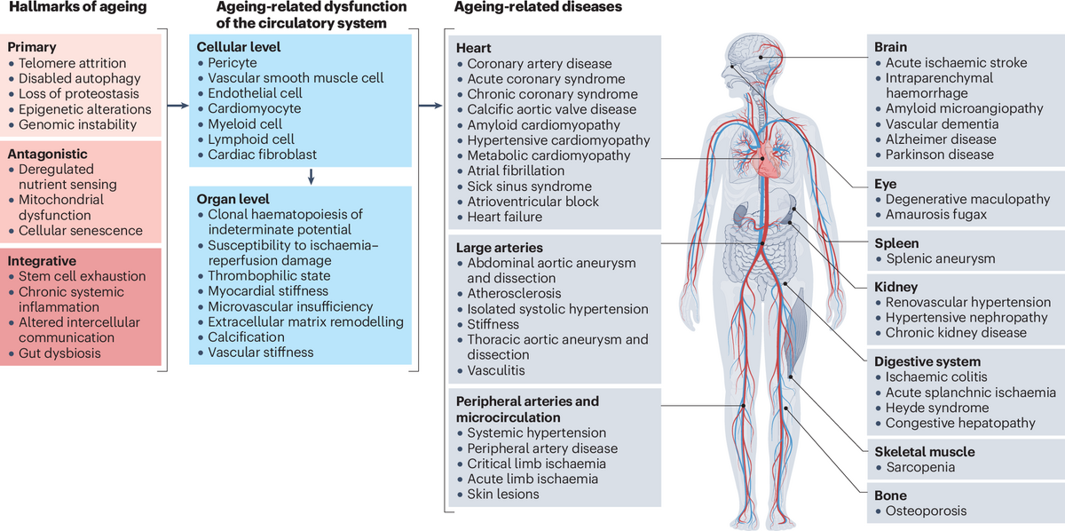 Roadmap For Alleviating The Manifestations Of Ageing In The Cardiovascular System Nature Reviews Cardiology