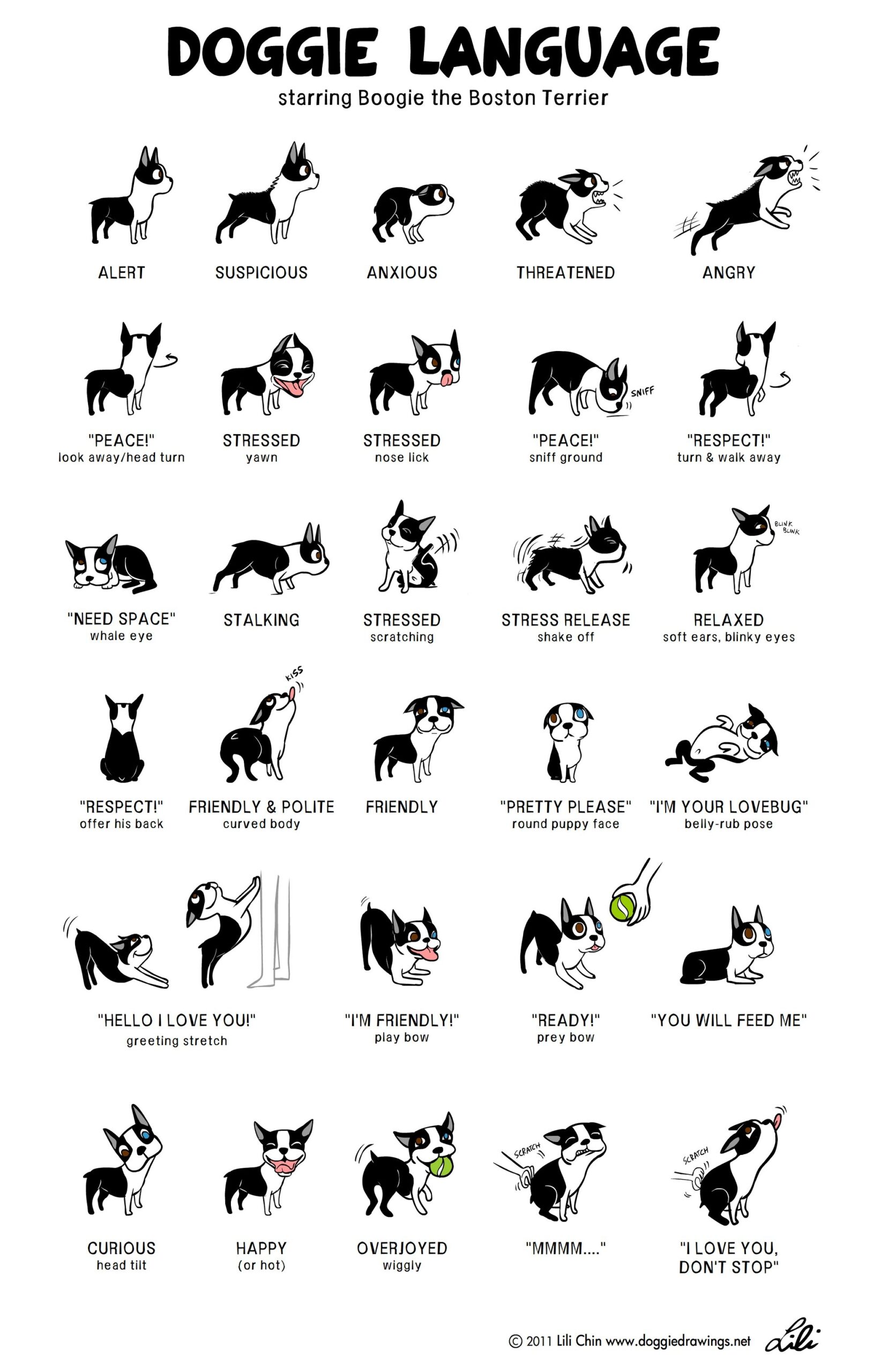 Ruff Translation Dog Training Dog Body Language