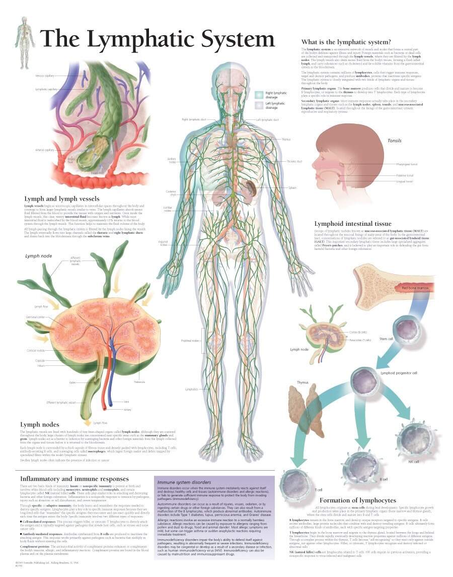 The Lymphatic System Wellness Therapy Clinic Siobh N Casey