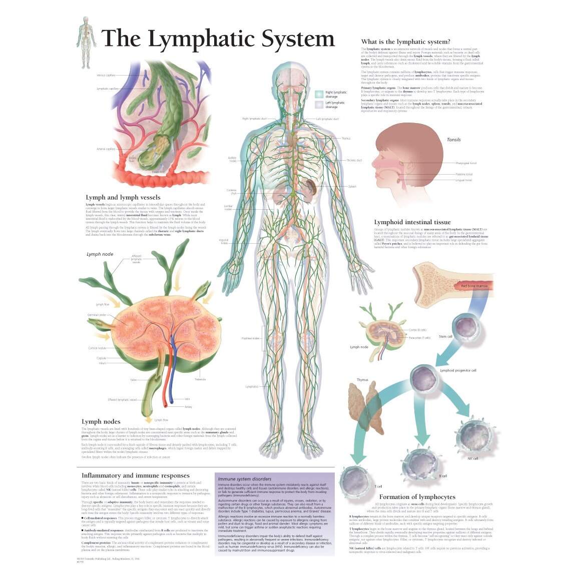 Scientific Publishing The Lymphatic System Chart Scientific Publishing The Lymphatic System Chart