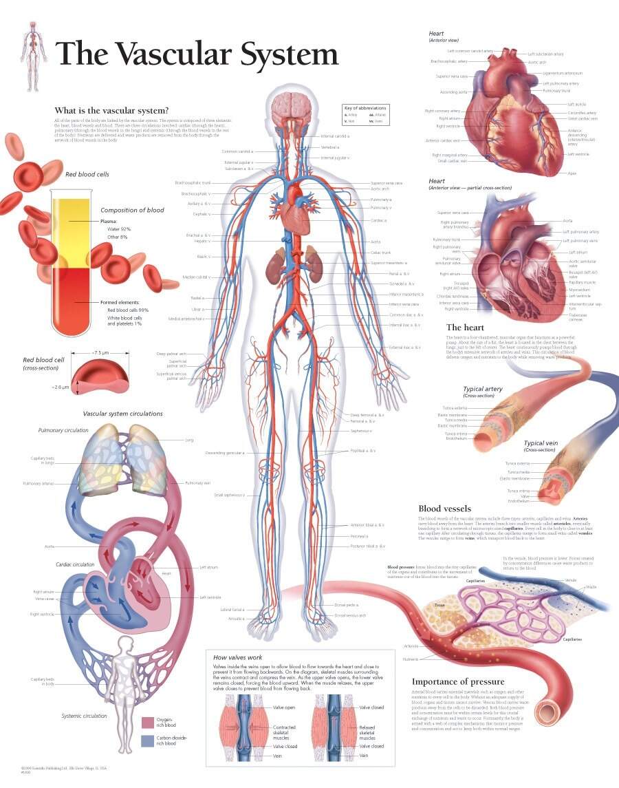 Scientific Publishing The Vascular System Chart