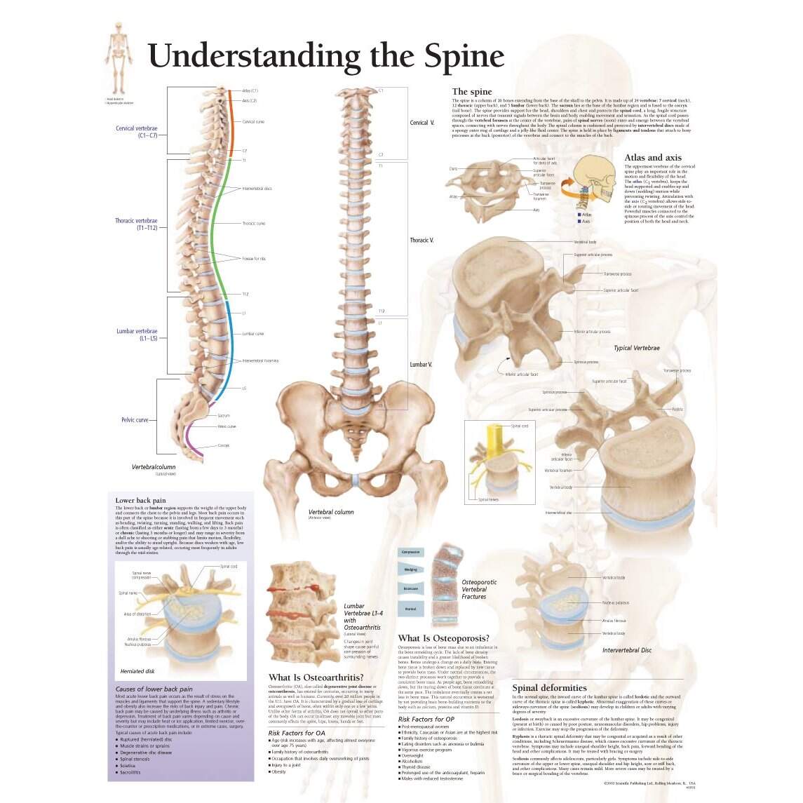 Spine Anatomy Goodman Campbell