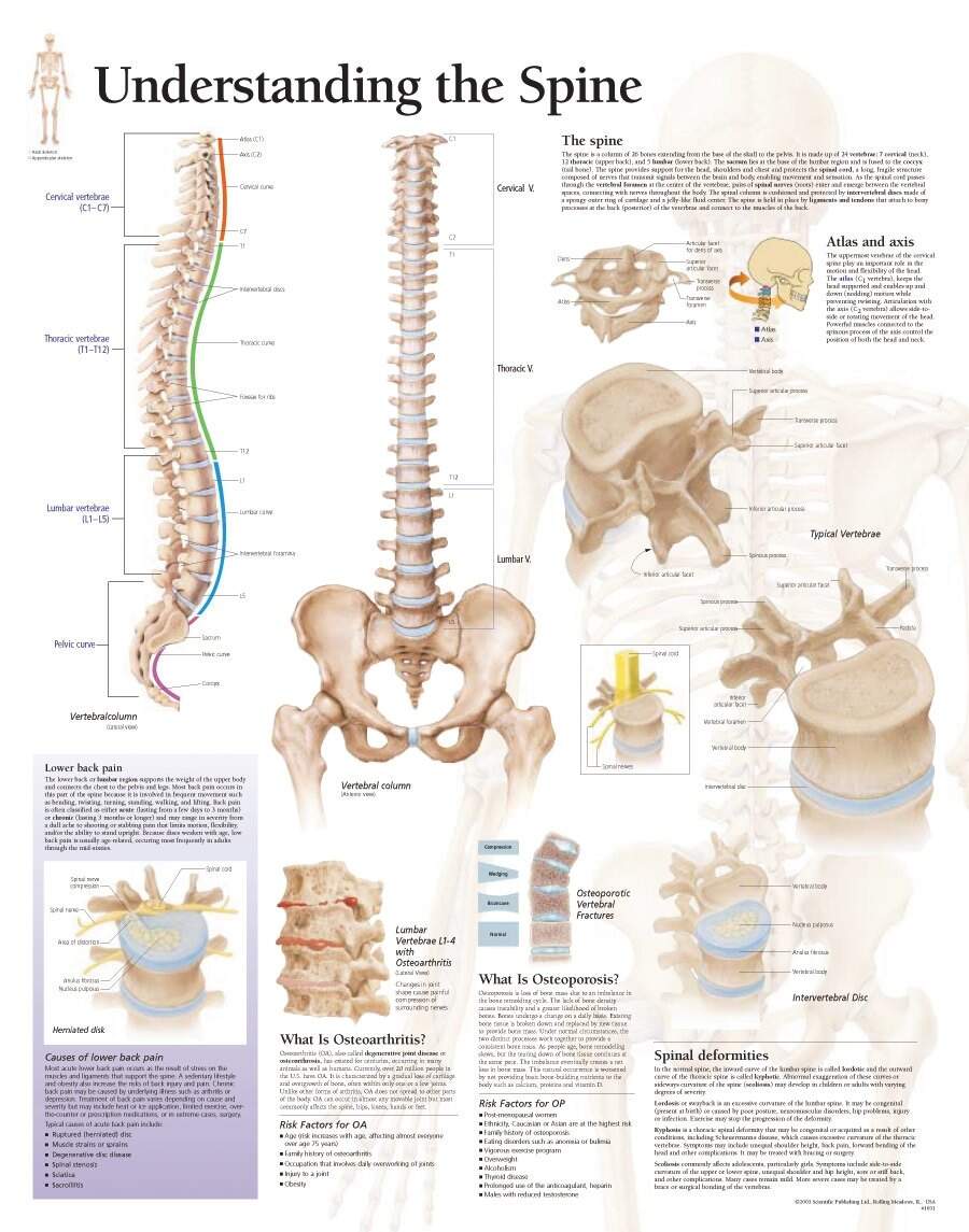 Scientific Publishing Understanding The Spine Chart Scientific Publishing Understanding The Spine Chart