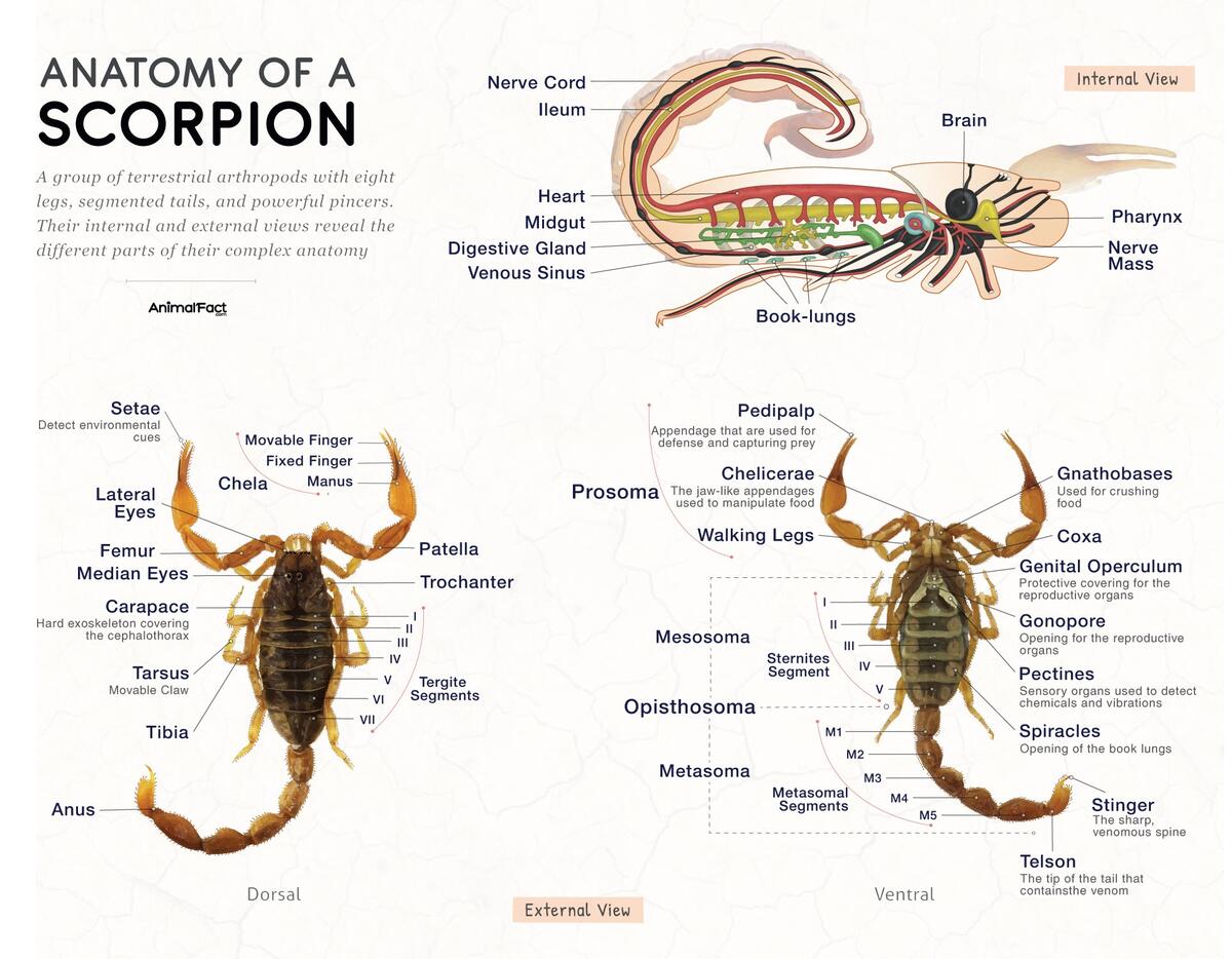 Scorpion Types Size Diet Anatomy Habitat Life Cycle Pictures
