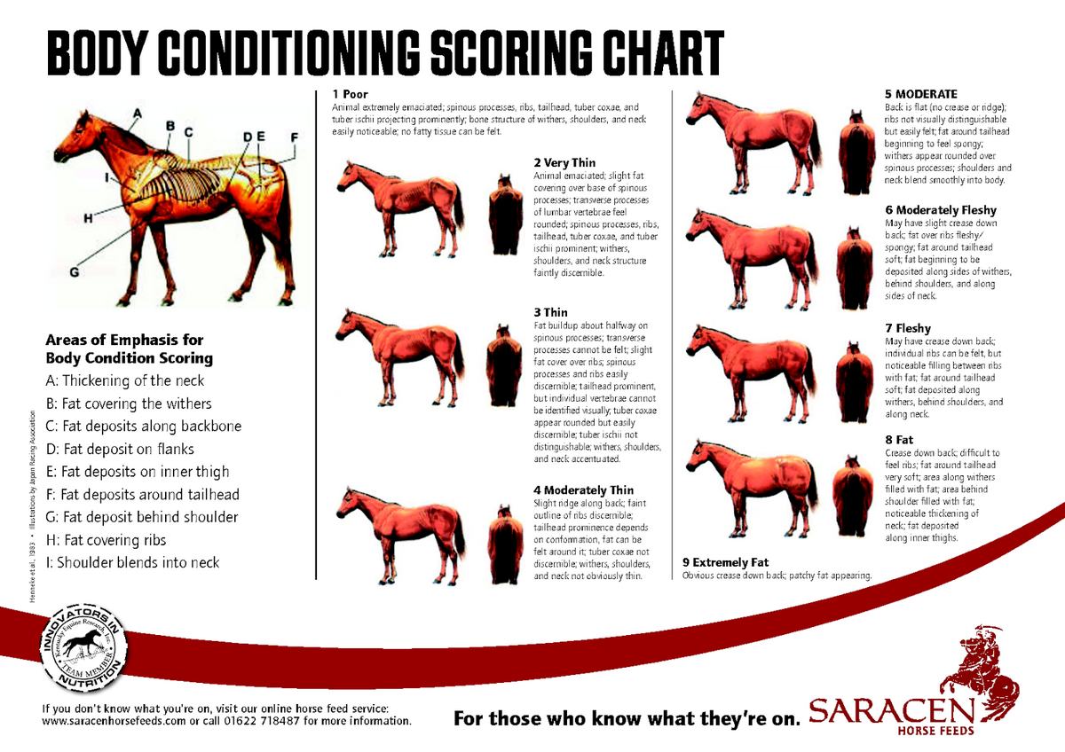 Scott Spaulding DVM Badger Veterinary Hospital Body Condition Scoring Scott Spaulding DVM Badger Veterinary Hospital Body Condition Scoring