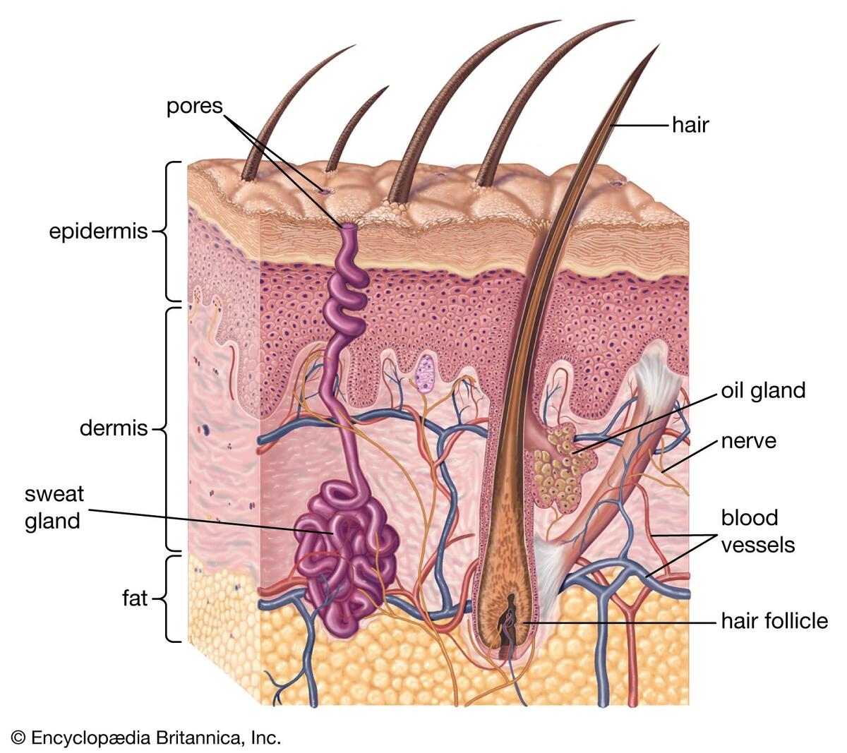 Sebaceous Gland Skin Hair Oil Production Britannica