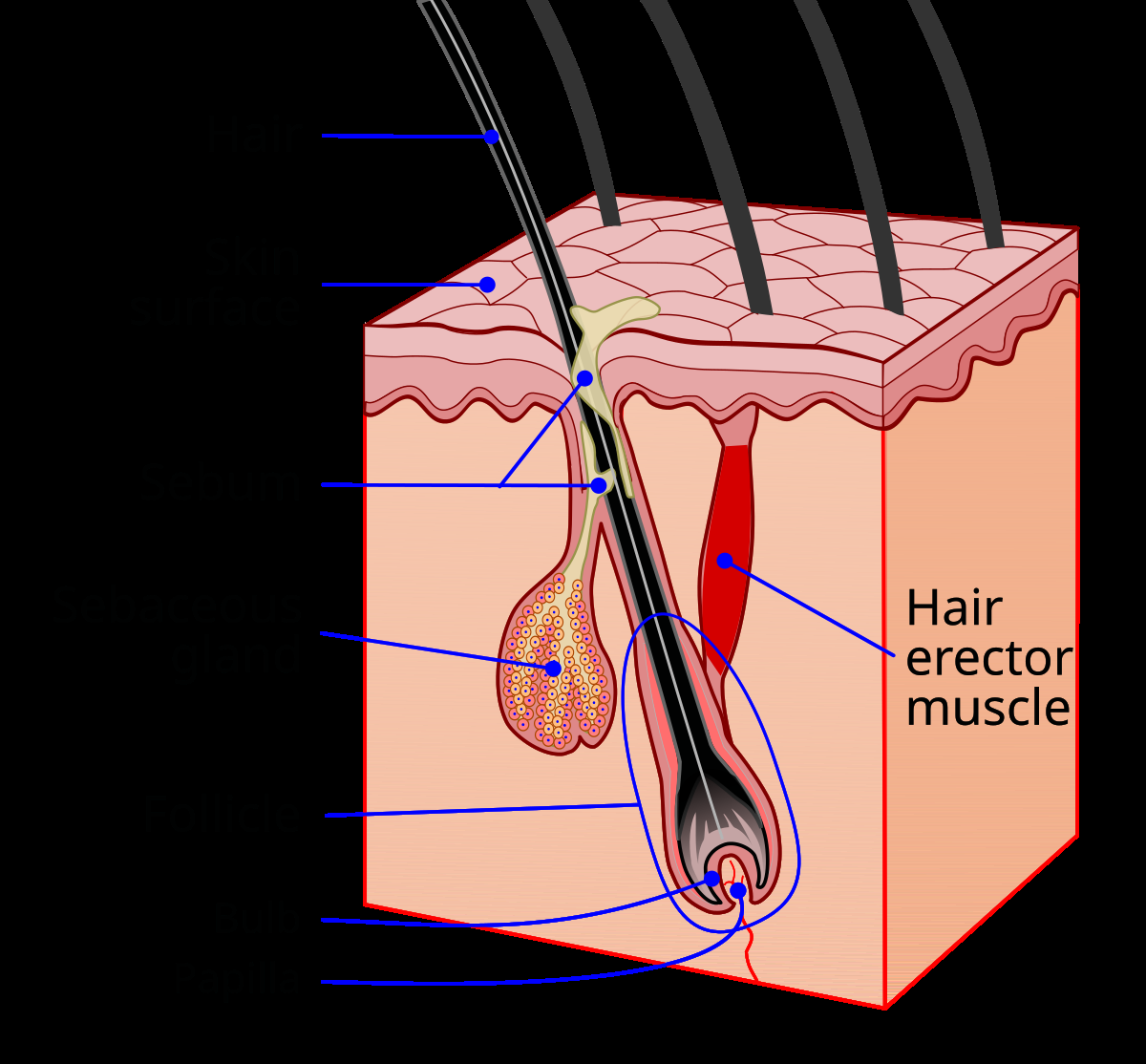 Sebaceous Gland Wikipedia