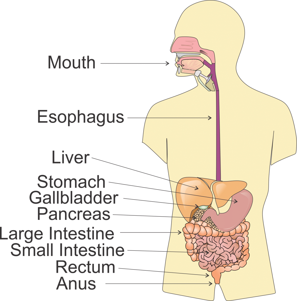 Section 5 The Digestive System NGS Magnified