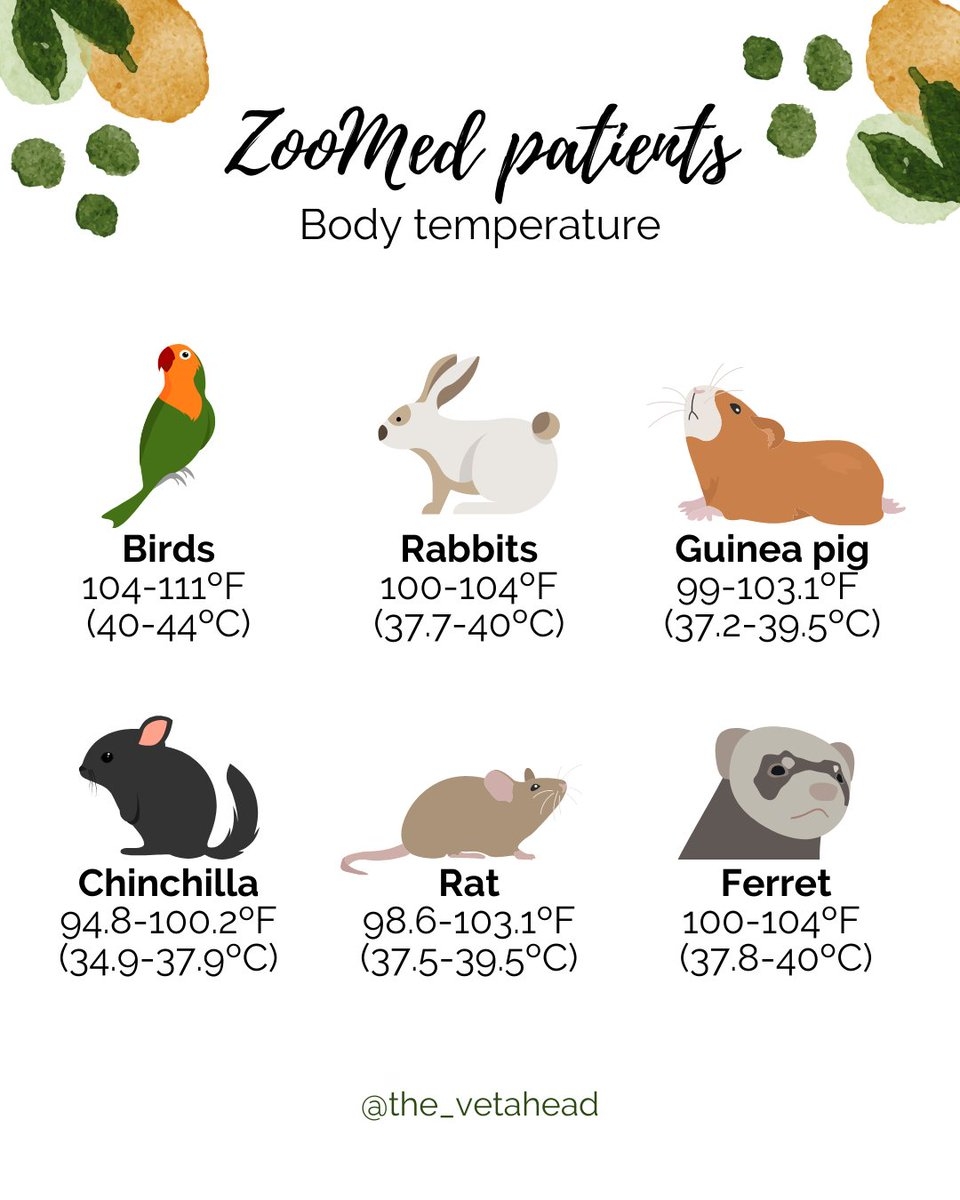 Seeing Different Species Means Having To Know Different Normal Parameters Here S A Quick Guide For You With Normal Body Temperature Ranges For Some Commonly Seen Non Traditional Pets Vetahead Rabbitmedicine Rodentmedicine Avianmedicine Seeing Different Species Means Having To Know Different Normal Parameters Here S A Quick Guide For You With Normal Body Temperature Ranges For Some Commonly Seen Non Traditional Pets Vetahead Rabbitmedicine Rodentmedicine Avianmedicine