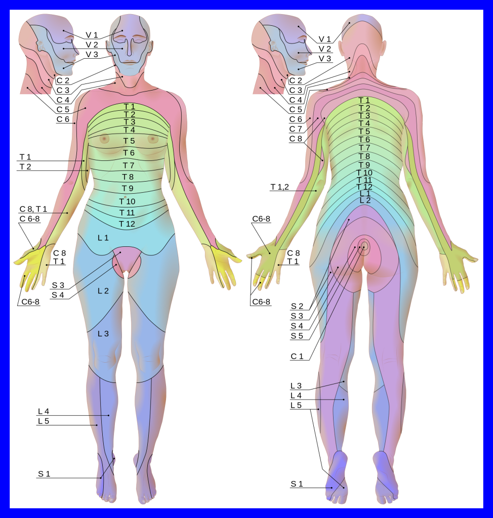 Proprioception Body Stock Vector Images Alamy
