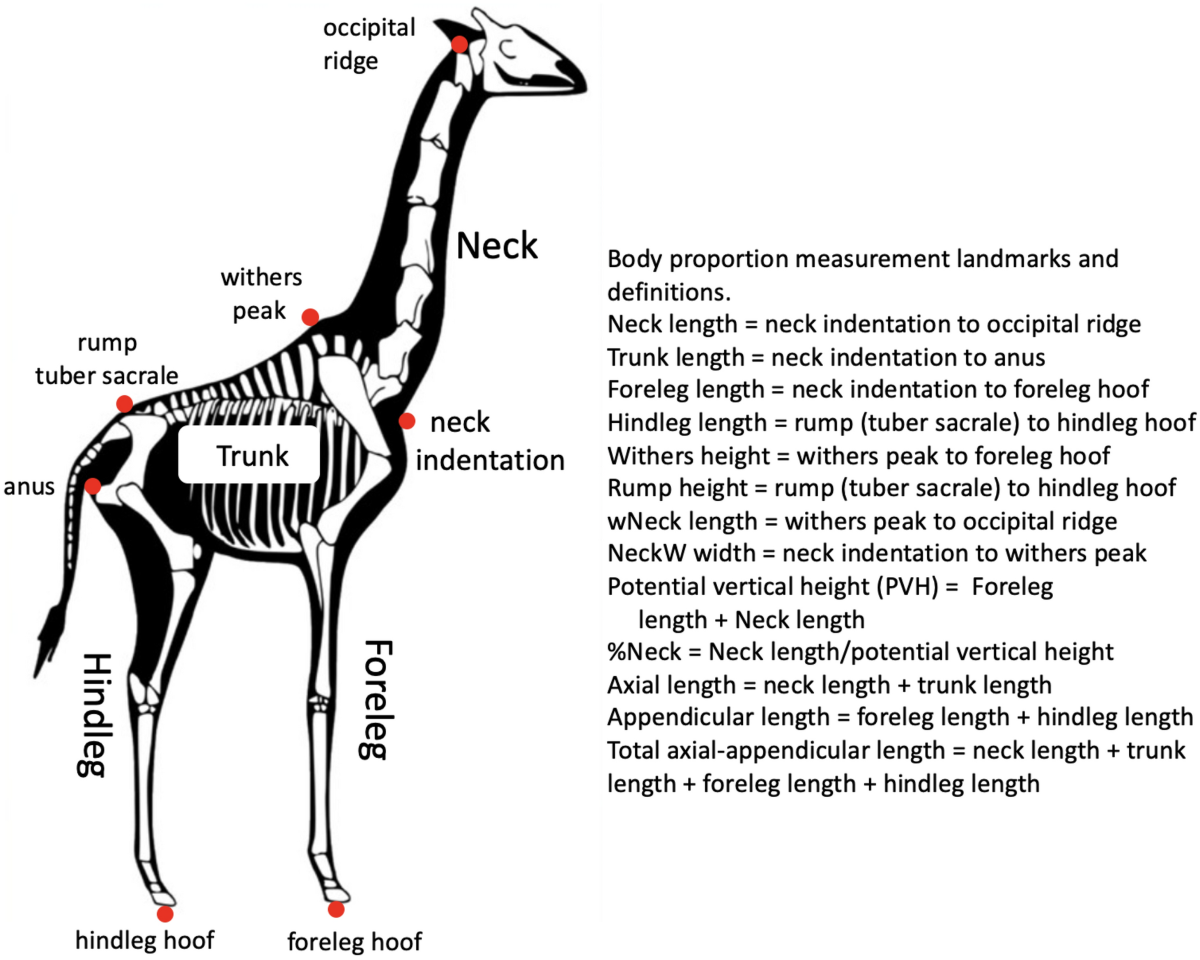 Sexual Dimorphisms In Body Proportions Of Masai Giraffes And The Evolution Of The Giraffe S Neck Mammalian Biology Sexual Dimorphisms In Body Proportions Of Masai Giraffes And The Evolution Of The Giraffe S Neck Mammalian Biology