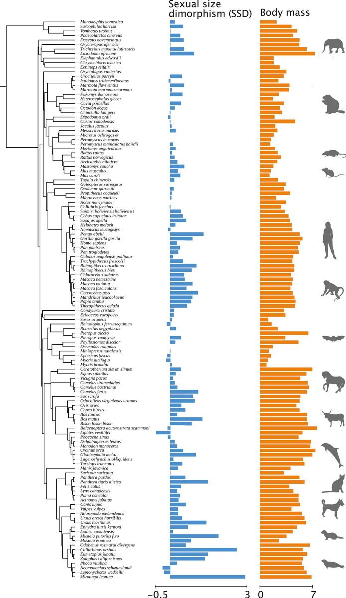 Sexual Size Dimorphism In Mammals Is Associated With Changes In The Size Of Gene Families Related To Brain Development Nature Communications