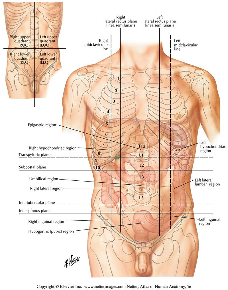 SG ABDOMINAL VISCERA