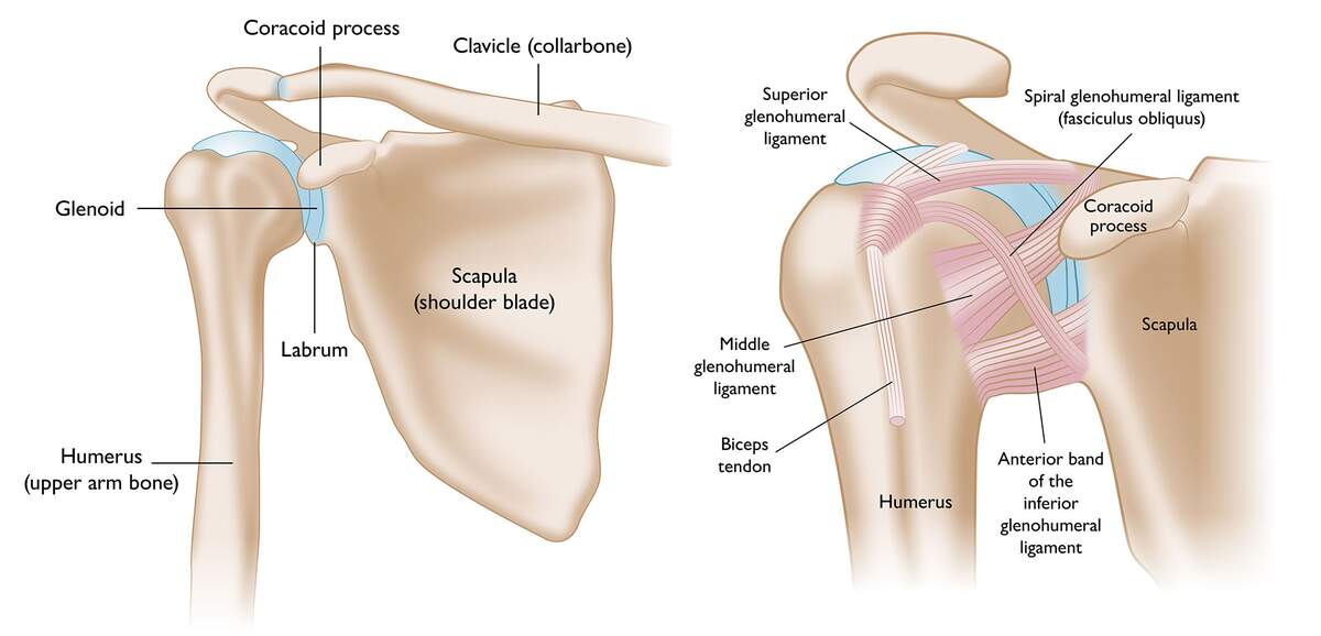 Shoulder Trauma Fractures And Dislocations OrthoInfo AAOS