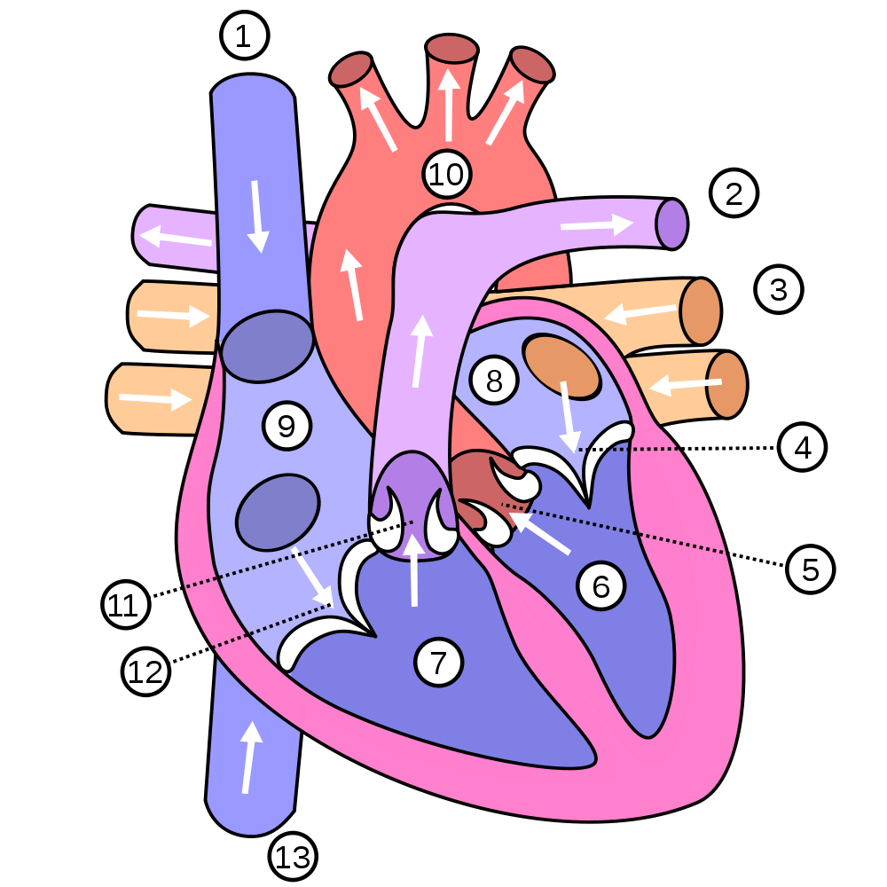 Show Me A Diagram Of The Human Heart Here Are A Bunch Show Me A Diagram Of The Human Heart Here Are A Bunch