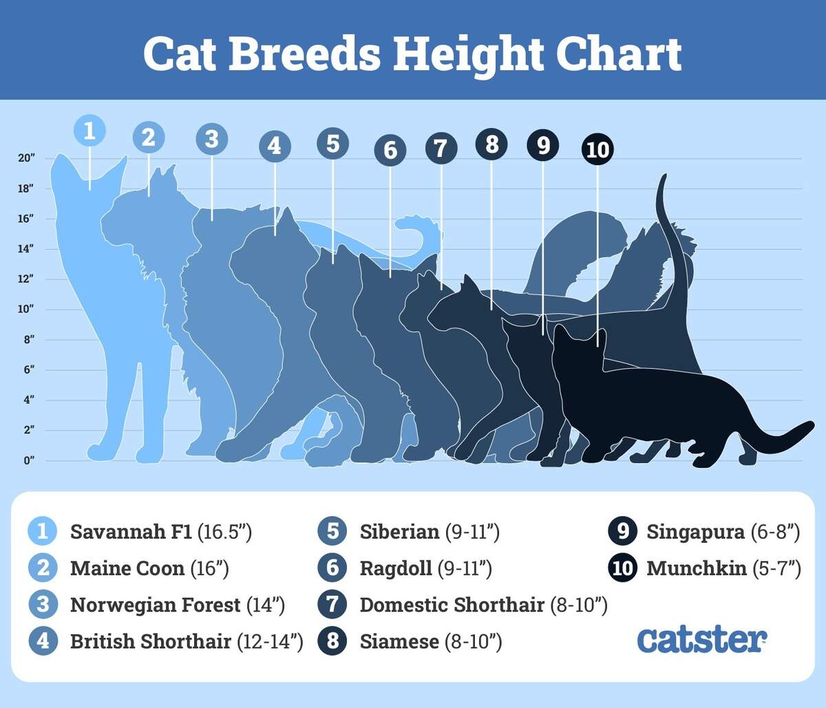 Singapura Cat Size Compared To Other Cats With Pictures Catster Cat Weight Chart In Infographic Table Kitties Silhouettes With Normal And Abnormal Body Condition Stock Vector Illustration Of Graphic Ideal 258660972