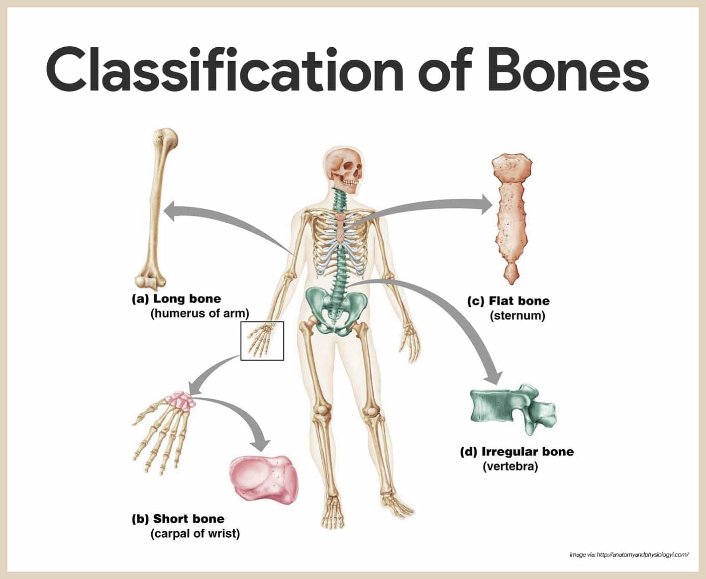 Skeletal System Anatomy And Physiology Nurseslabs
