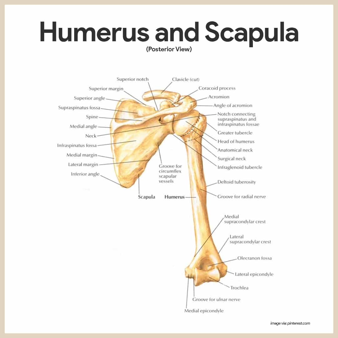 Skeletal System Anatomy And Physiology Nurseslabs Skeletal System Anatomy And Physiology Nurseslabs