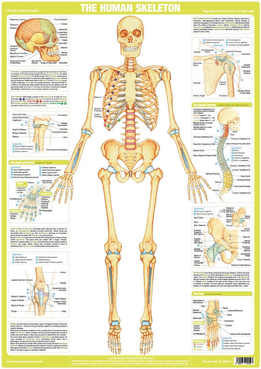 Skeleton Poster Human Body Anatomy Chart Etsy