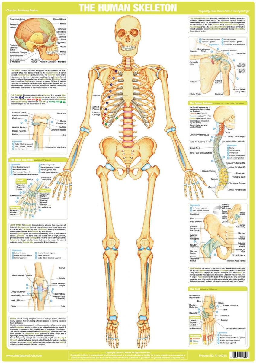 Skeleton Poster Human Body Anatomy Chart Etsy