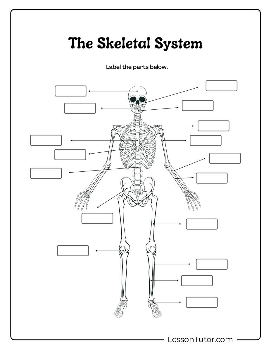 Skeleton System Worksheets Free Coloring Pages PDF Printables And Worksheets Lesson Tutor