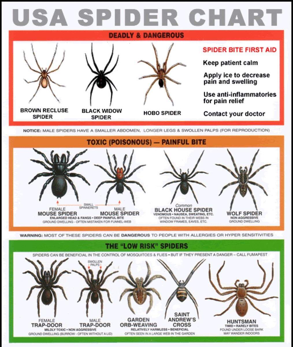 Spider Anatomy Wikipedia