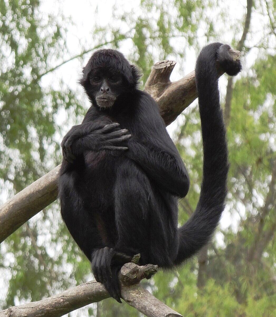 Spider Monkey Wikipedia Spider Monkey Wikipedia