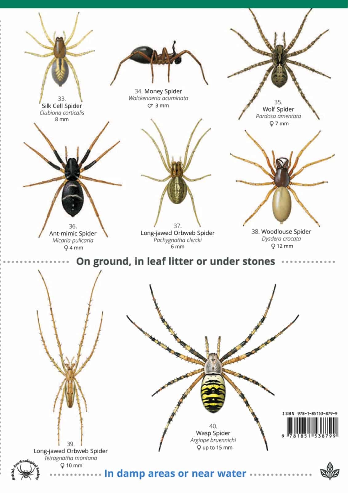 How To Identify A Brown Recluse Body Size Features