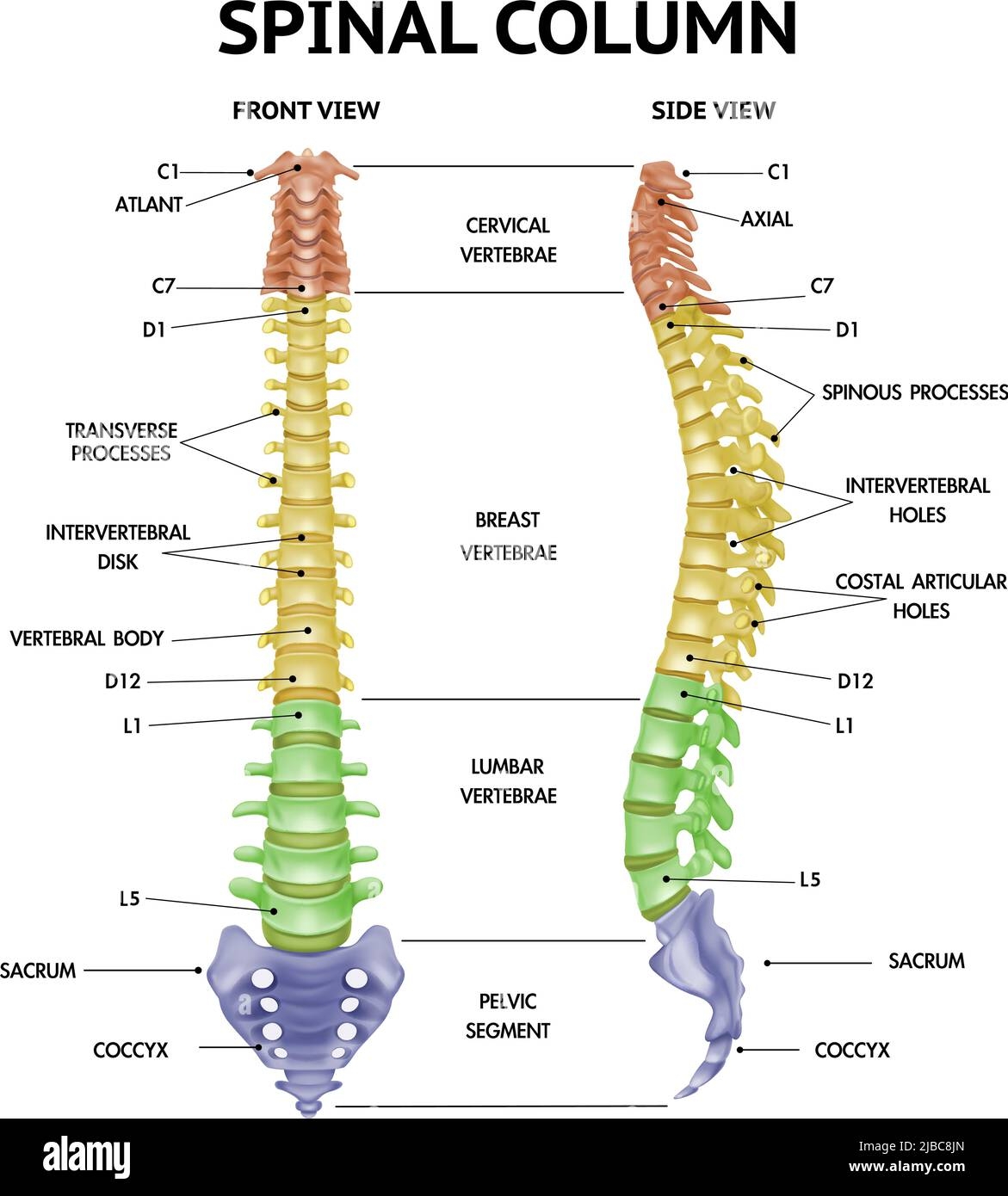 Spinal Column Anatomy Side Front Views Realistic Info Chart Medical Human Skeleton Parts Textbook Figure Vector Illustration Stock Vector Image Art Alamy