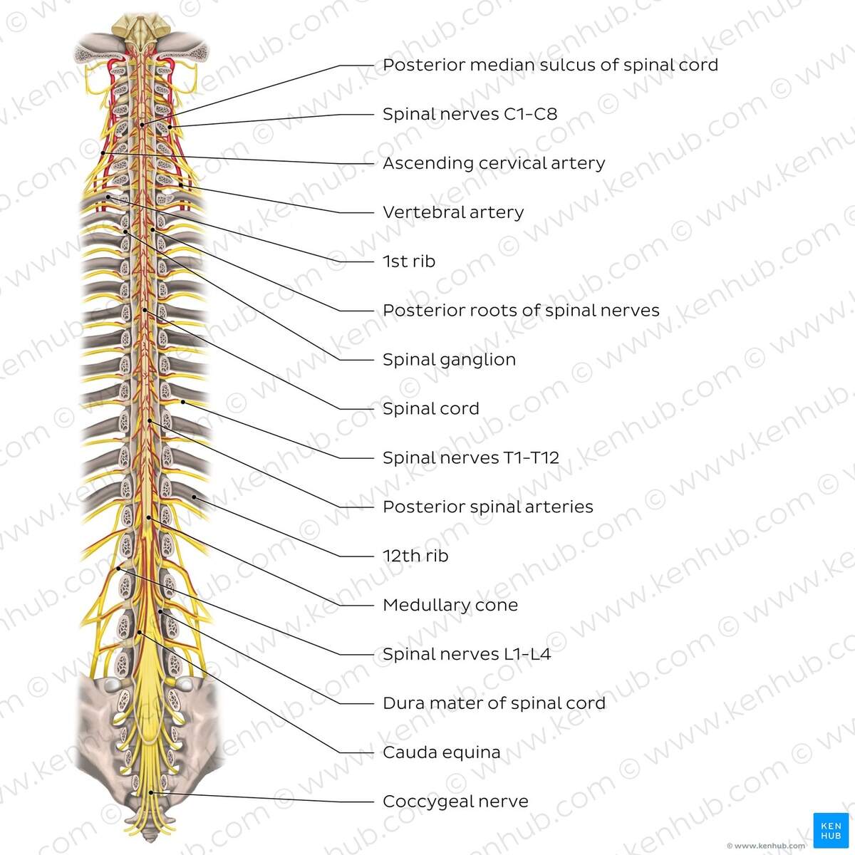 Spinal Cord Anatomy Structure Tracts And Function Kenhub