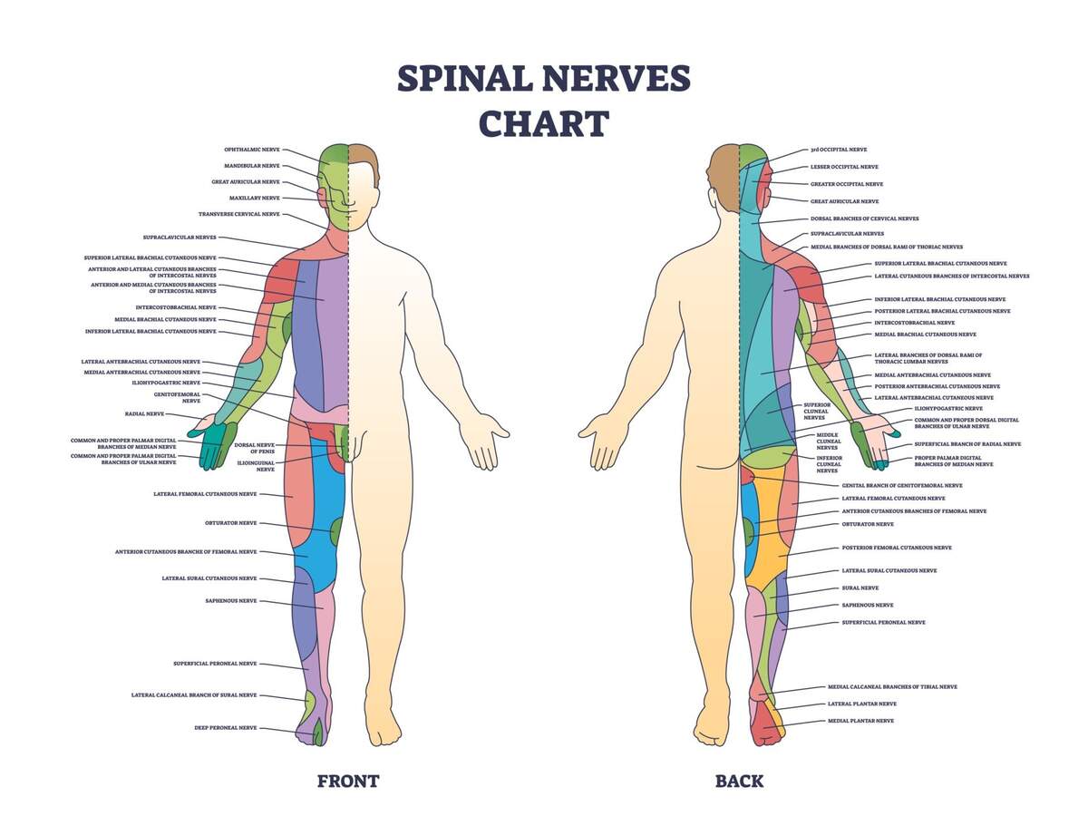 Spinal Nerves What They Are And What They Do