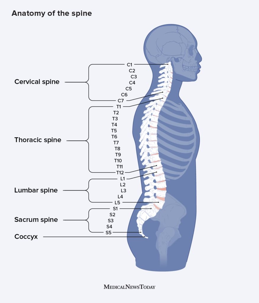 Spine Anatomy Function Segments Parts And More Spine Anatomy Function Segments Parts And More