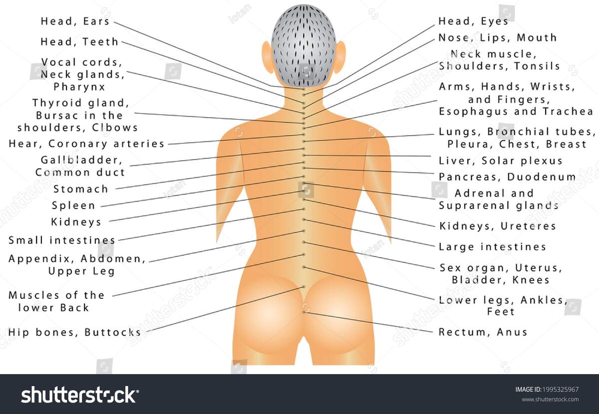 Spine Organ Correlation Spine Connected All Stock Illustration 1995325967 Shutterstock