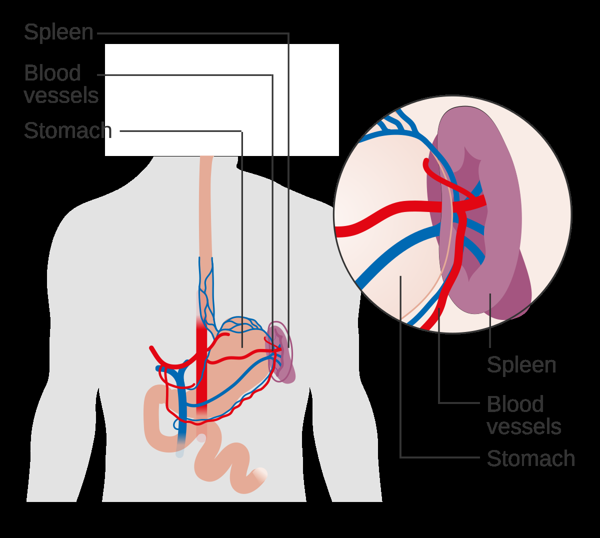 Spleen Wikipedia