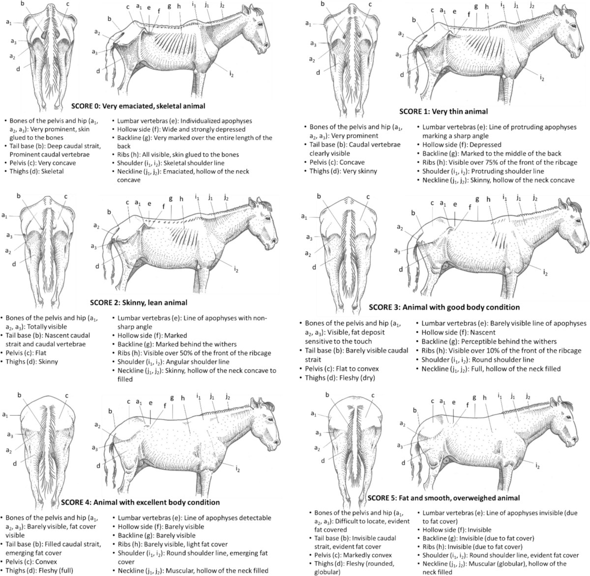 Standardized Body Condition Scoring System For Tropical Farm Animals Large Ruminants Small Ruminants And Equines Tropical Animal Health And Production